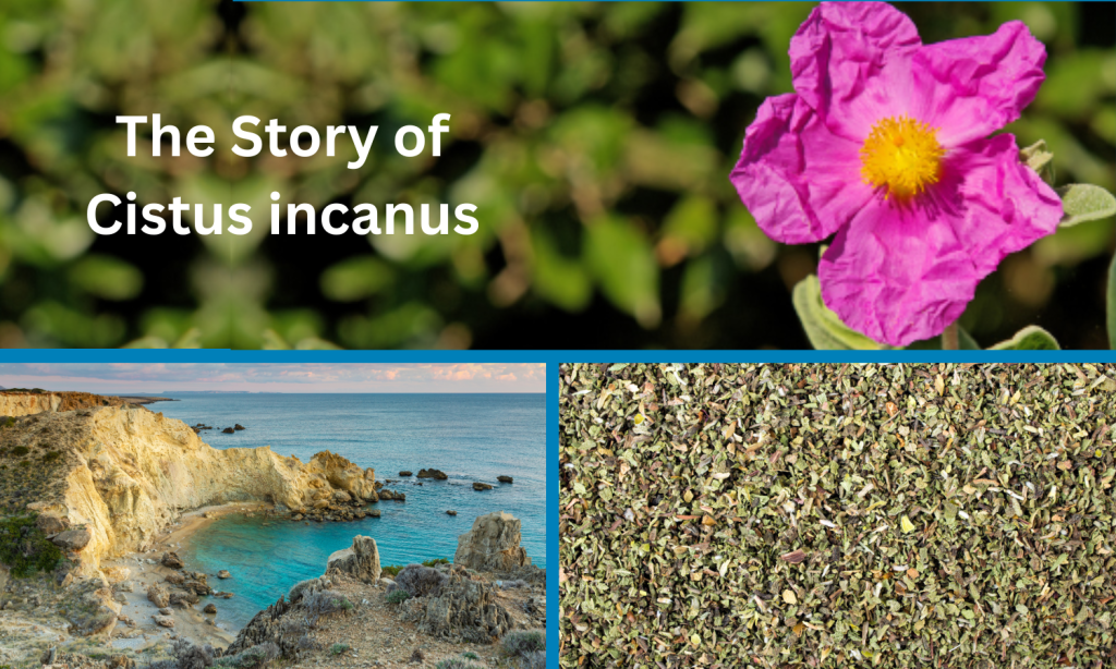 The Story of Cistus incanus - Mediterranean Rock Rose Tea Sold by Linden Botanicals