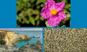 The Story of Cistus incanus - Mediterranean Rock Rose Tea Sold by Linden Botanicals