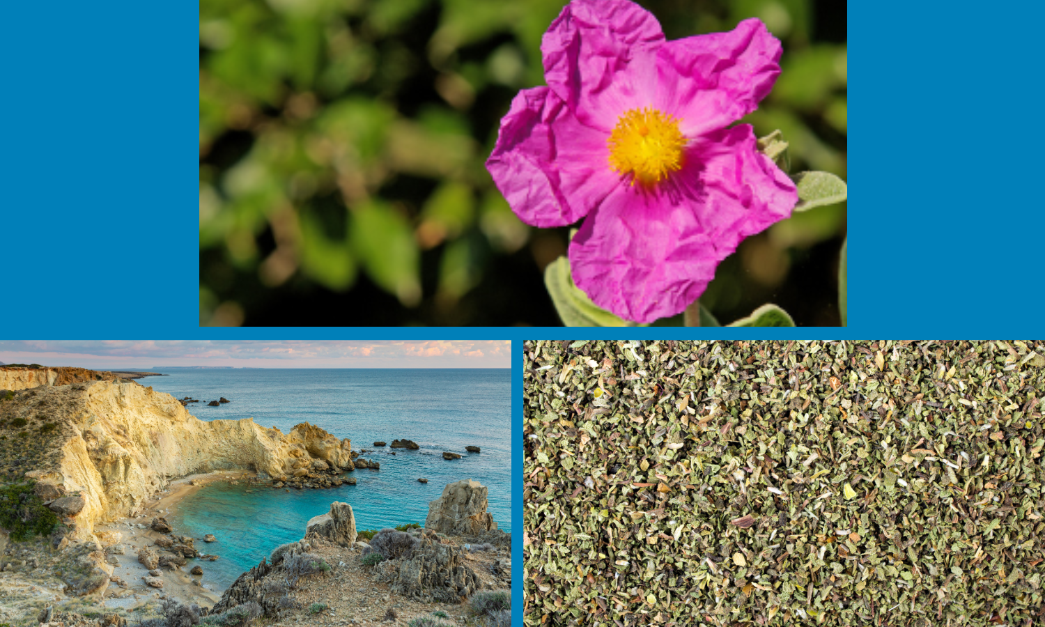 The Story of Cistus incanus - Mediterranean Rock Rose Tea Sold by Linden Botanicals