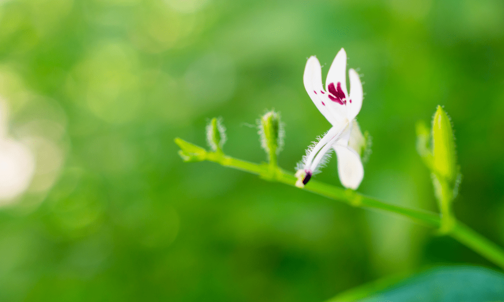 Andrographis paniculata - Men's Health Wellness Pathway - Linden Botanicals