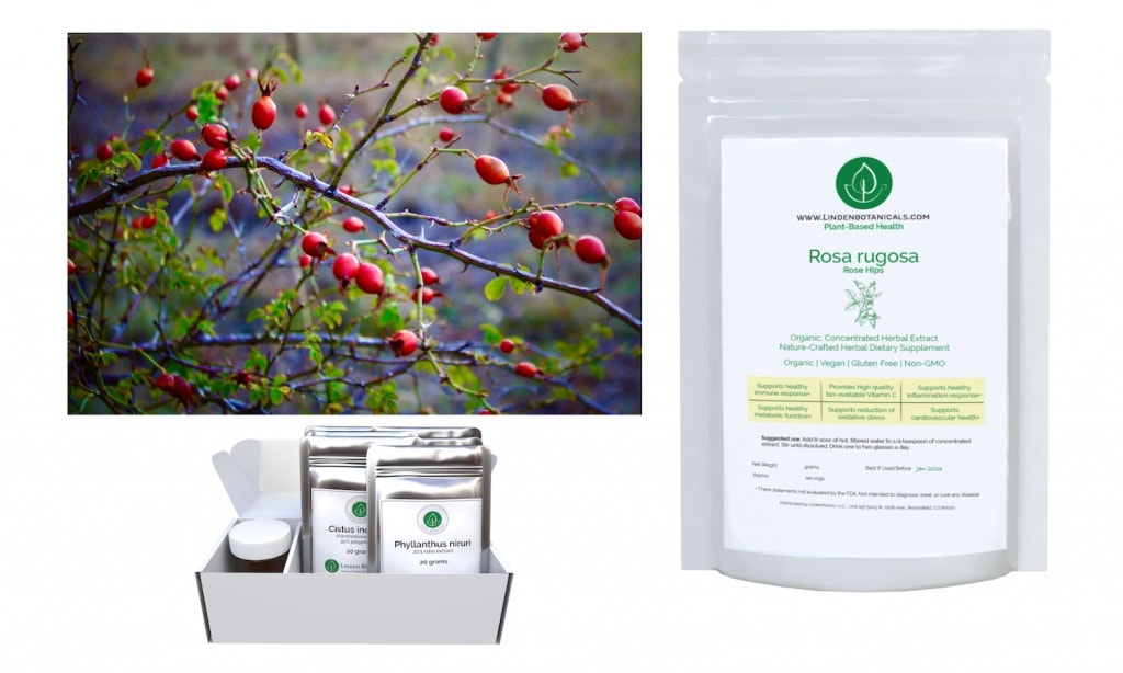 Rosa rugosa (Rose Hips) + ShieldsUp - Linden Botanicals