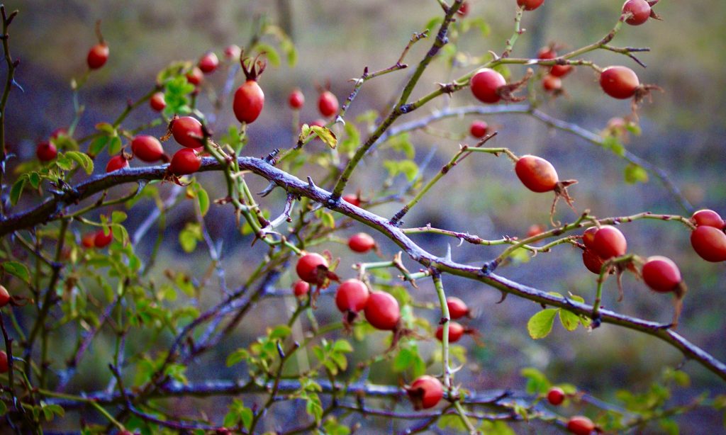 best rose hip extract