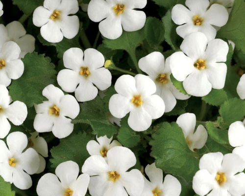 Bacopa monnieri Brahmi extract for neurocognitive support sold by Linden Botanicals - Bacopa FAQ