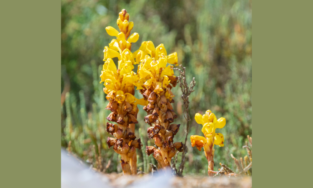 Natural All Day Energy from Cistanche Herbal Extract - Linden Botanicals