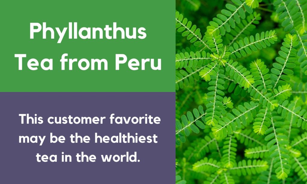 Chanca Piedra Kidney Stone Support - Phyllanthus niruri herbal tea sold by Linden Botanicals