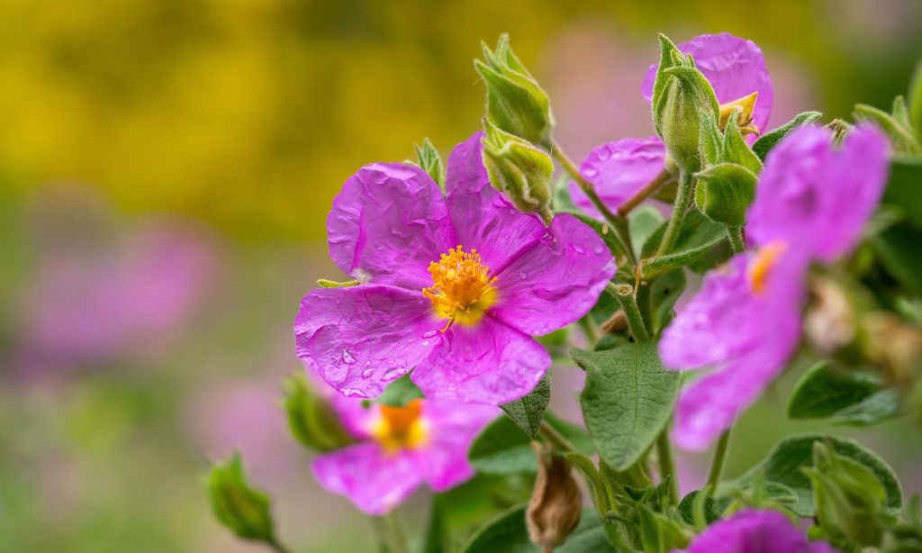 Cistus incanus - Immune Resilience Wellness Pathway from Linden Botanicals