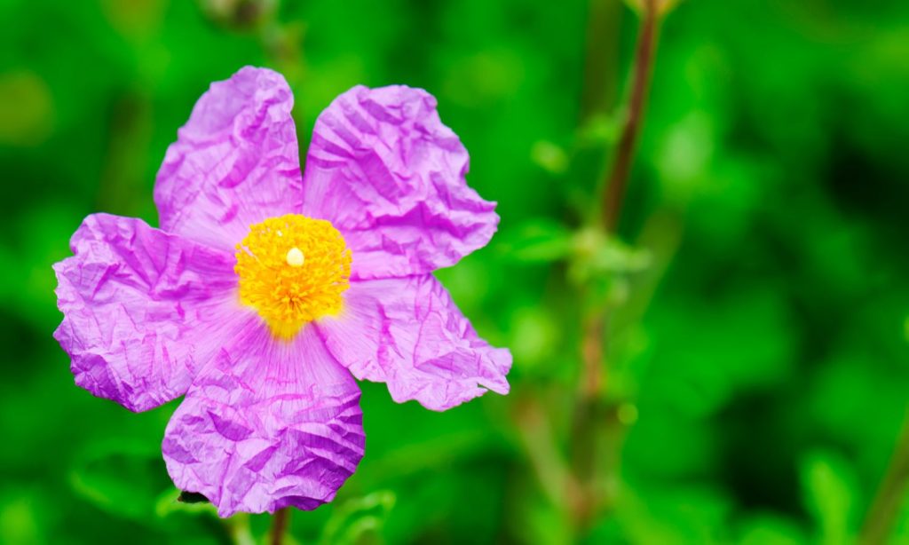 Cistus incanus - Healthy Aging Wellness Pathway - Sold by Linden Botanicals