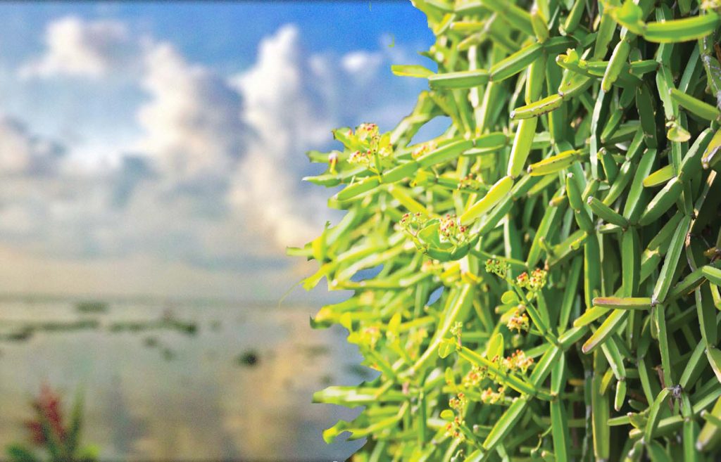 Cissus quadrangularis - Hadjod - Veld Grape - Bone and Joint Health Supplement - All-Natural Cissus Herbal Extract Sold by Linden Botanicals