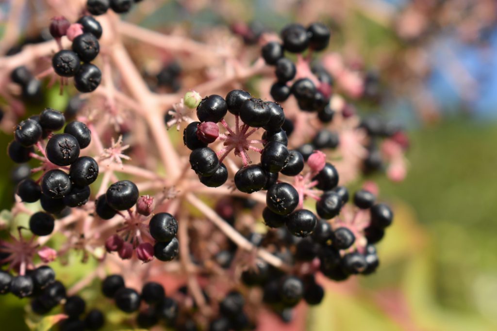 Araila extract- the Cardio endurance champion - Linden botanicals