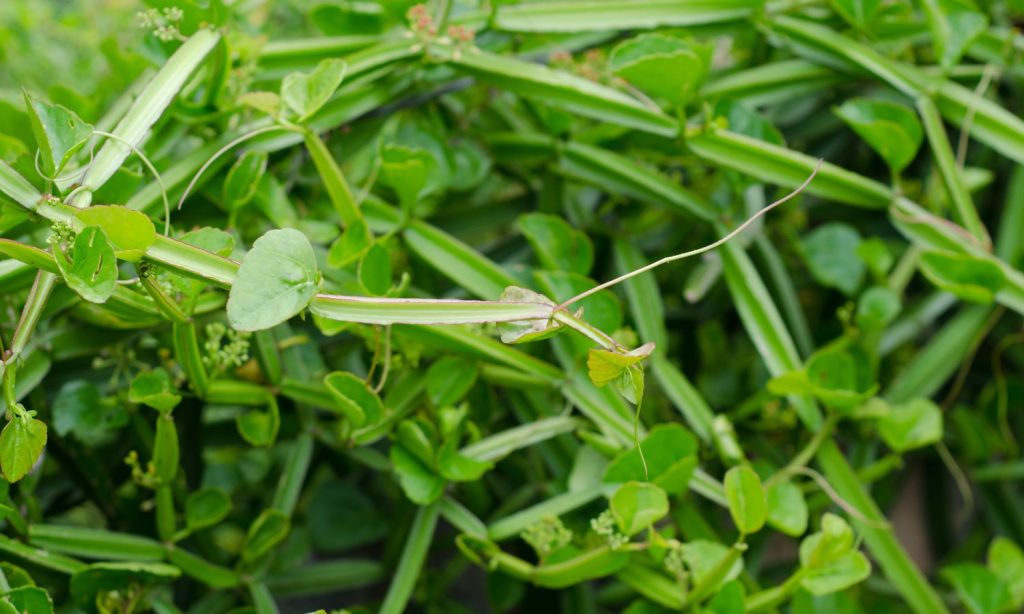 Cissus quadrangularis - Hadjod - Veld Grape - All-Natural Cissus Herbal Extract Sold by Linden Botanicals