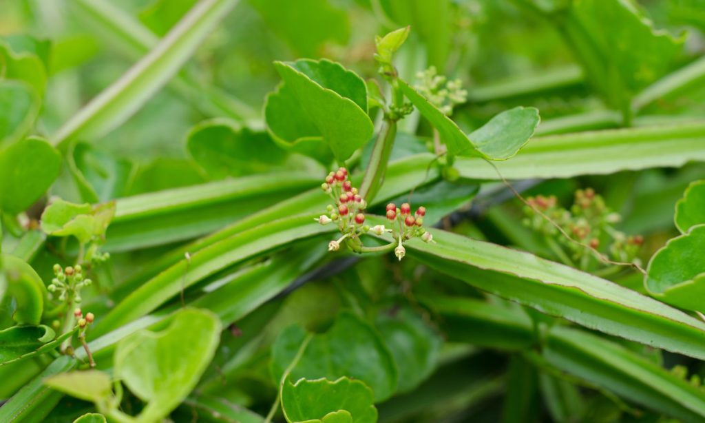 Cissus quadrangularis - Hadjod - Veld Grape - All-Natural Cissus Joint Health Dietary Supplement Sold by Linden Botanicals