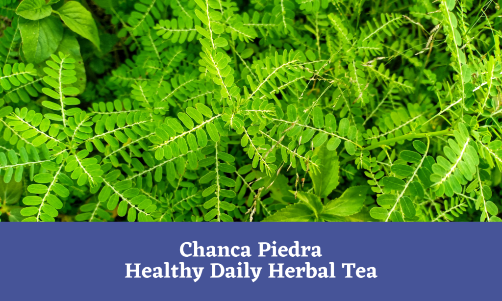 Kidney Health Wellness Pathway - Phyllanthus niruri (Chanca Piedra) Herbal Tea Sold by Linden Botanicals