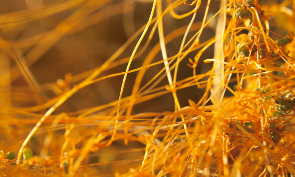Semen cuscutae - Men's Health Wellness Pathway - Linden Botanicals