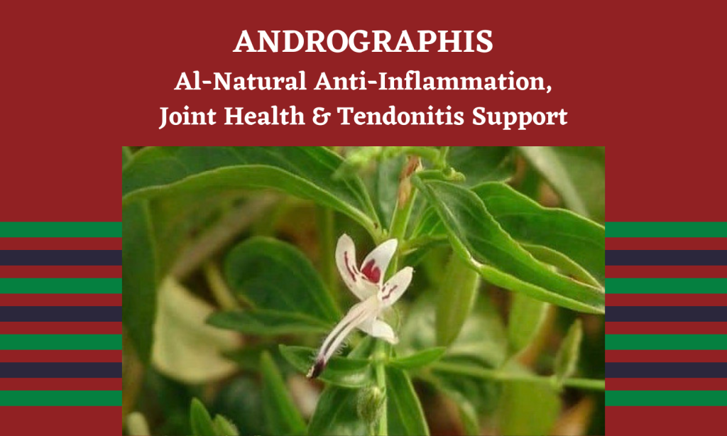 Andrographis - Tendonitis Knee Symptoms - All Natural Andrographis Herbal Extract from Linden Botanicals