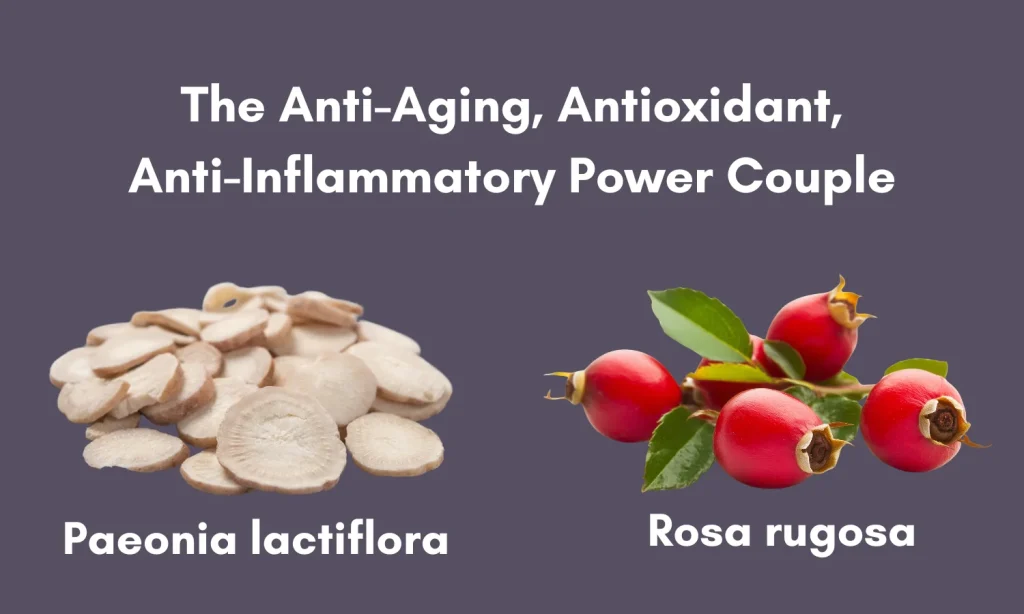 Anti Aging Health Supplement: Try Paeonia lactiflora and Rosa rugosa Sold by Linden Botanicals