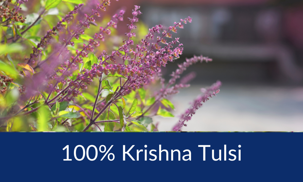 Krishna Tulsi Tea - 100% Krishna Tulsi (Ocimum sanctum) herbal extract sold by Linden Botanicals
