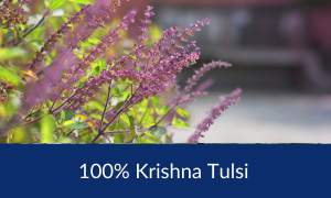 Krishna Tulsi Tea - 100% Krishna Tulsi (Ocimum sanctum) herbal extract sold by Linden Botanicals