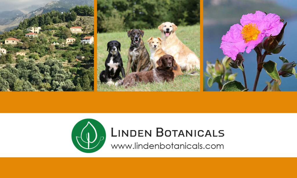 Cistus incanus for Dogs - Cistus incanus sold by Linden Botanicals