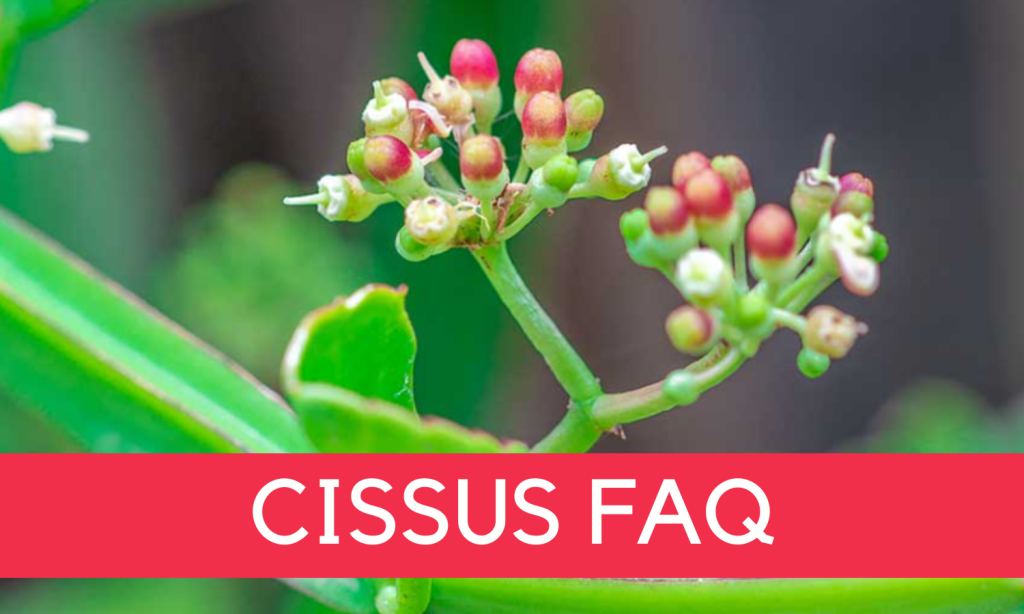 Cissus quadrangularis FAQ - Cissus sold by Linden Botanicals