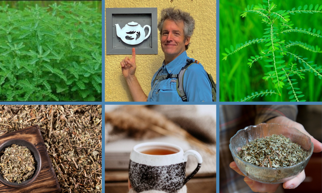 Kidney health wellness pathway - Phyllanthus niruri Herbal Tea - Chanca Piedra Herbal Tea - Sold by Linden Botanicals