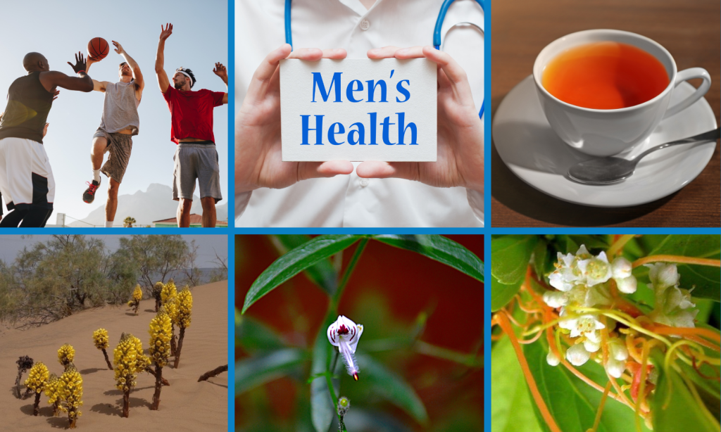 Men's health herbal supplements - Men's Health Wellness Pathway - Linden Botanicals