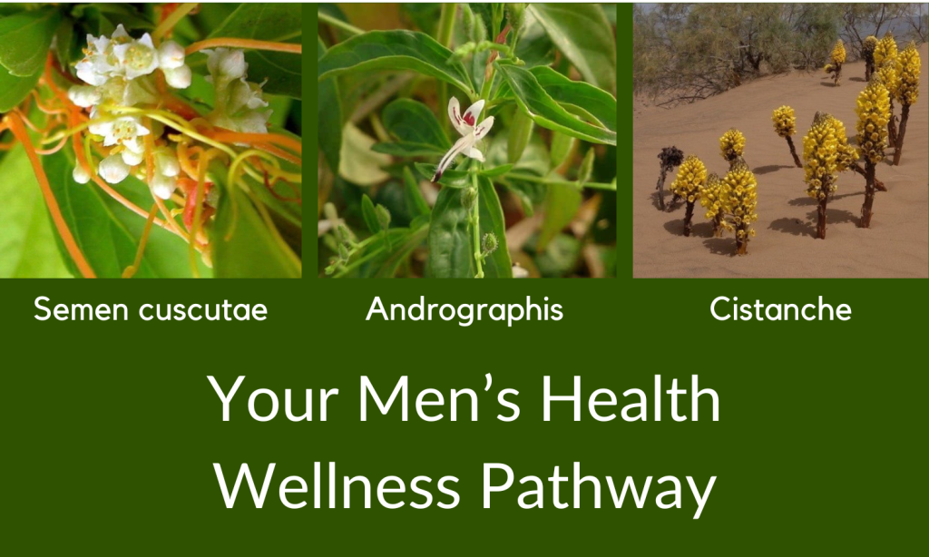 Men's health wellness pathway - Linden Botanicals