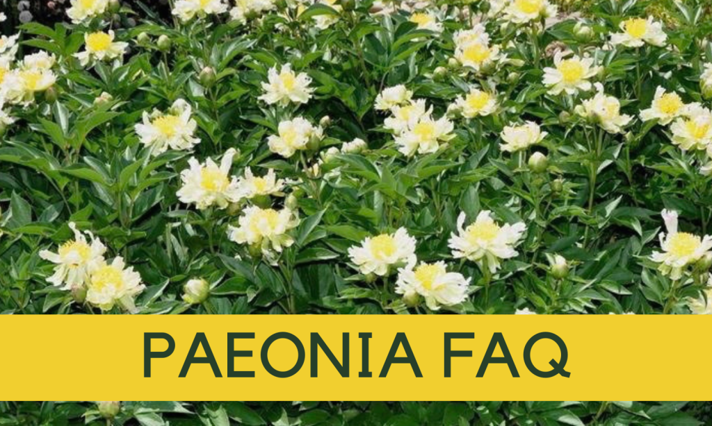 Paeonia lactiflora FAQ - Paeonia sold by Linden Botanicals