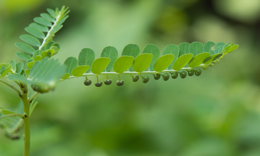 Kidney health wellness pathway - Phyllanthus niruri Herbal Tea - Chanca Piedra Herbal Tea - Sold by Linden Botanicals