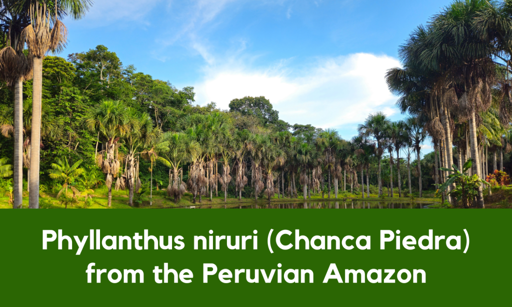 Kidney health wellness pathway - Phyllanthus niruri Herbal Tea - Chanca Piedra Herbal Tea - Sold by Linden Botanicals