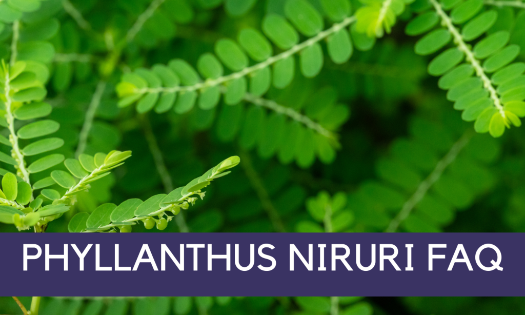 Phyllanthus niruri FAQ - Phyllanthus niruri (Chanca Piedra) herbal tea sold by Linden Botanicals