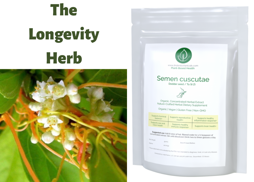 Semen cuscutae - the longevity herb - mens health wellness pathway - Linden Botanicals