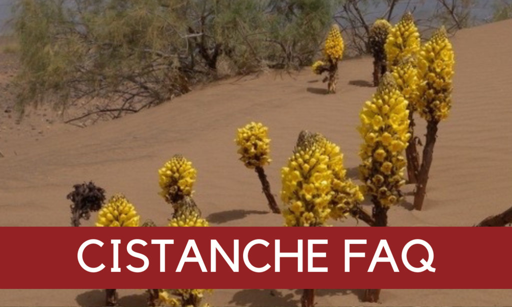 Healthy Aging Wellness Pathway - Muna - Linden BotanicalsHealthy Aging Wellness Pathway - Cistanche - Linden Botanicals