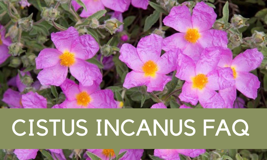 Healthy Aging Wellness Pathway - Cistus incanus - Linden Botanicals