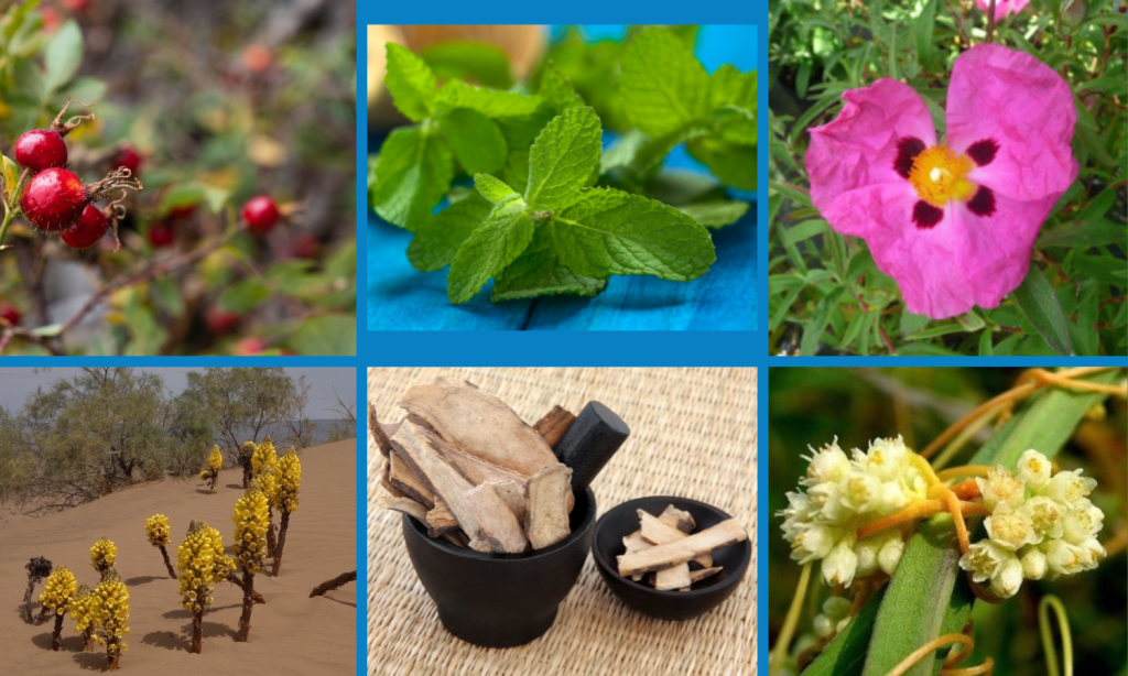 Healthy aging wellness pathway - healthy aging dietary supplement support from Linden Botanicals