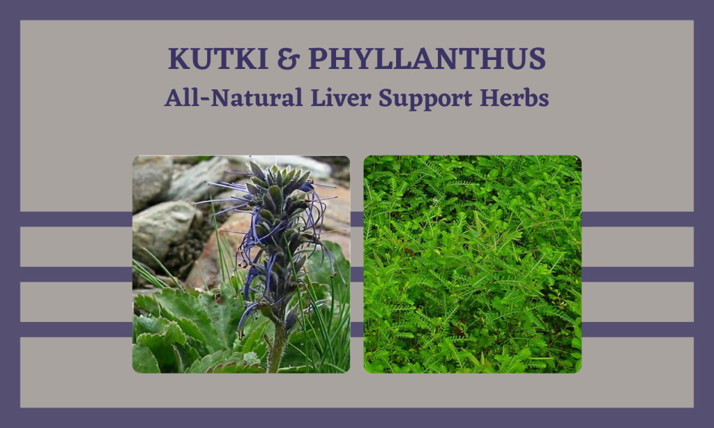 Herbal Detox for Liver Health - Kutki and Phyllanthus niruri Sold by Linden Botanicals