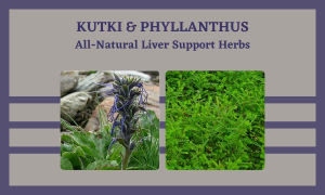 Herbal Detox for Liver Health - Kutki and Phyllanthus niruri Sold by Linden Botanicals