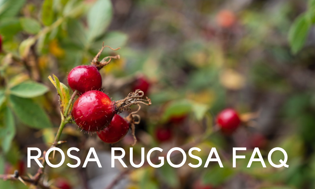 Healthy Aging Wellness Pathway - Rosa rugosa - Linden Botanicals