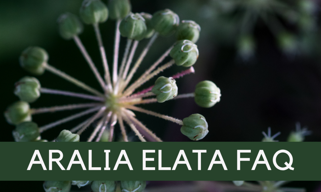 Aralia elata FAQ - Energy and Balance Wellness Pathway - Linden Botanicals