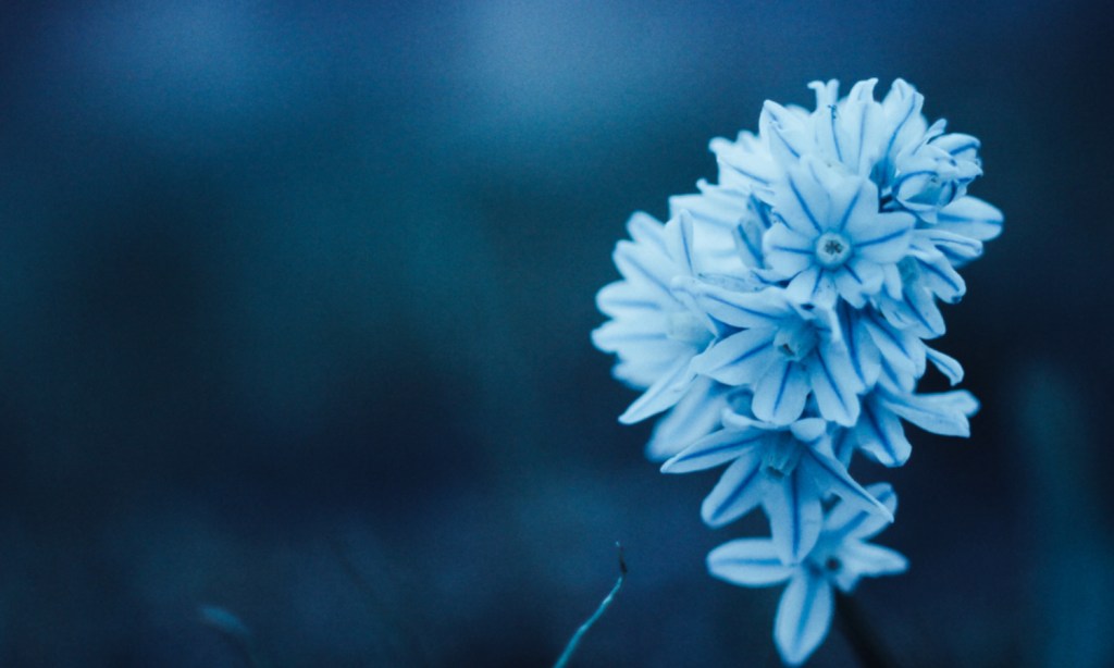 Calm Anxiety with Tulsi and Polygala