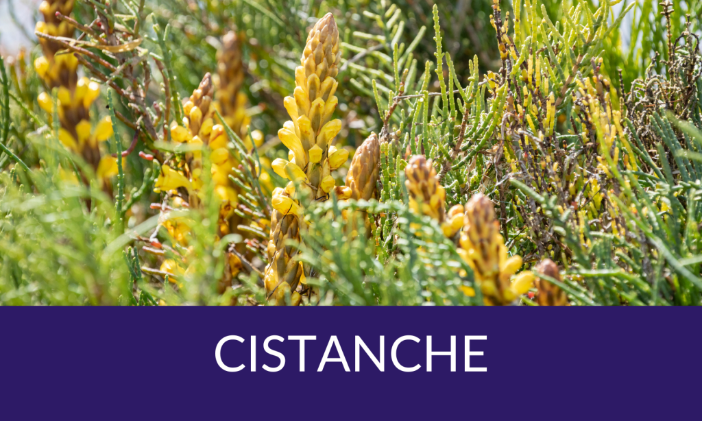Women's health advantage wellness pathway from Linden Botanicals - Cistanche tubulosa