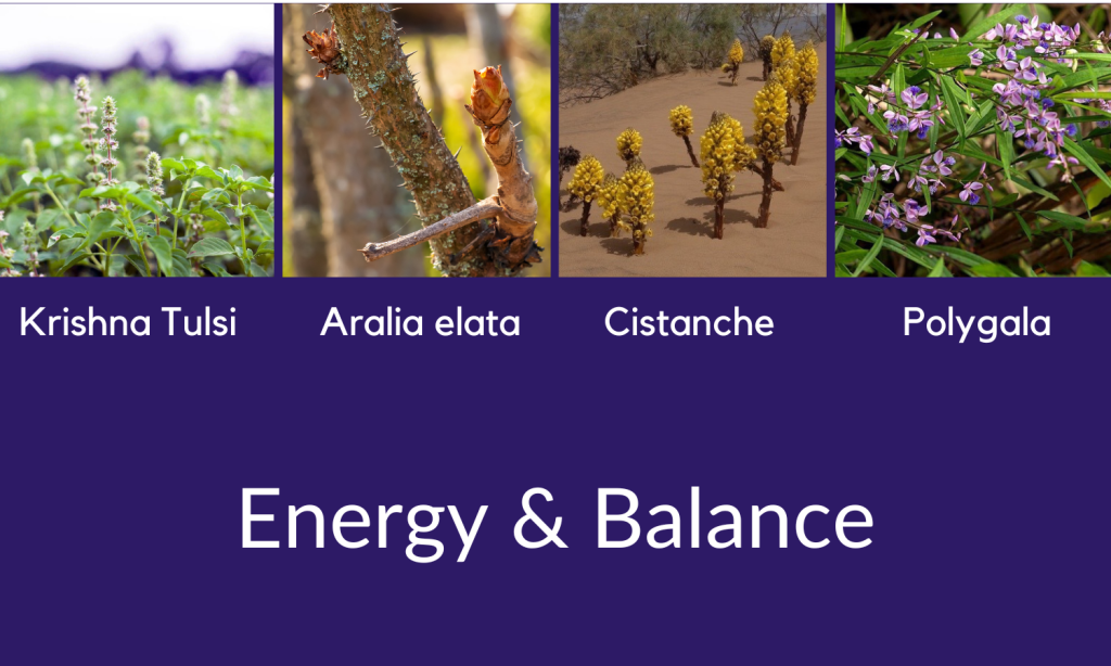 Energy and balance wellness pathway - Linden Botanicals