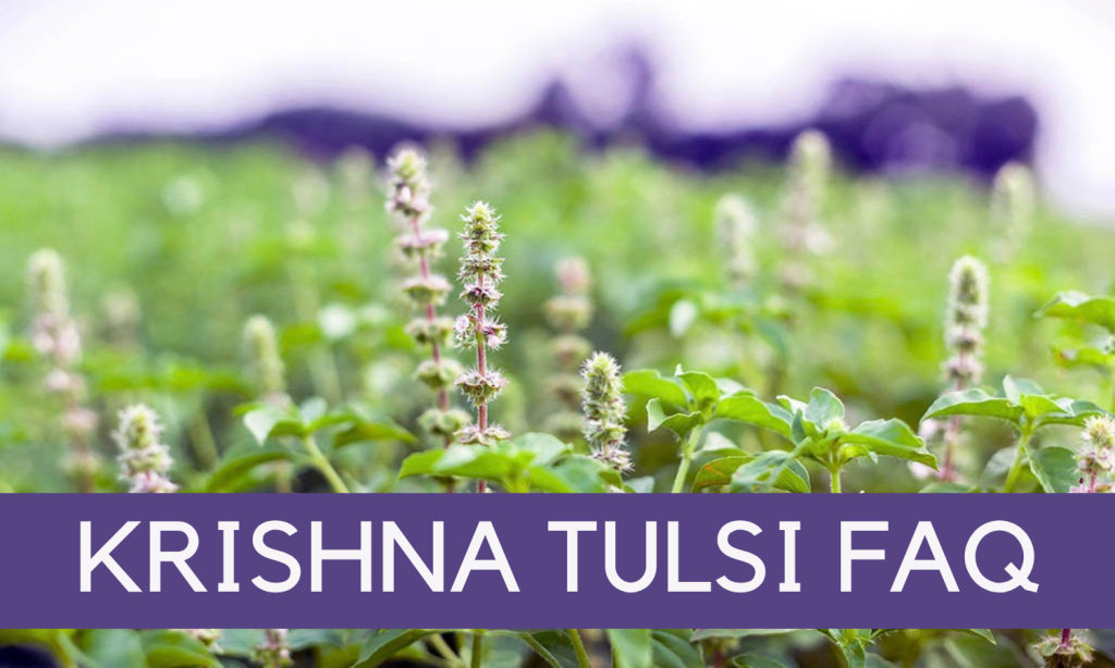 Krishna Tulsi FAQ - Energy and Balance Wellness Pathway - Linden Botanicals