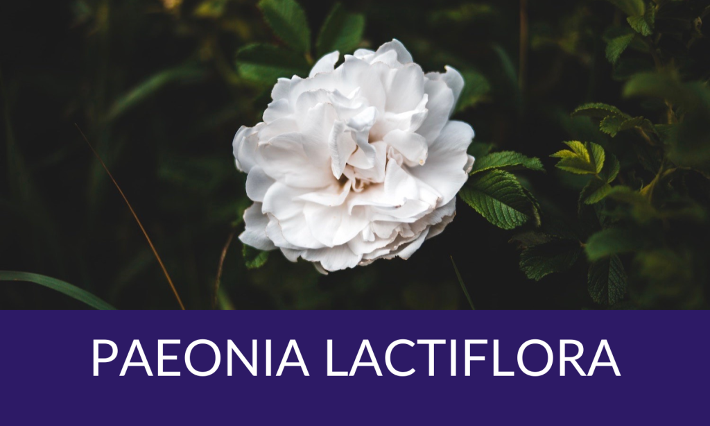 Women's health advantage wellness pathway from Linden Botanicals - Paeonia lactiflora