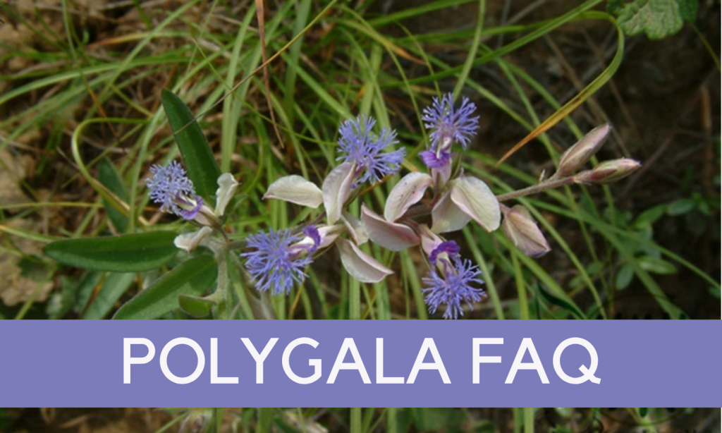 Polygala FAQ - Energy and Balance Wellness Pathway - Linden Botanicals
