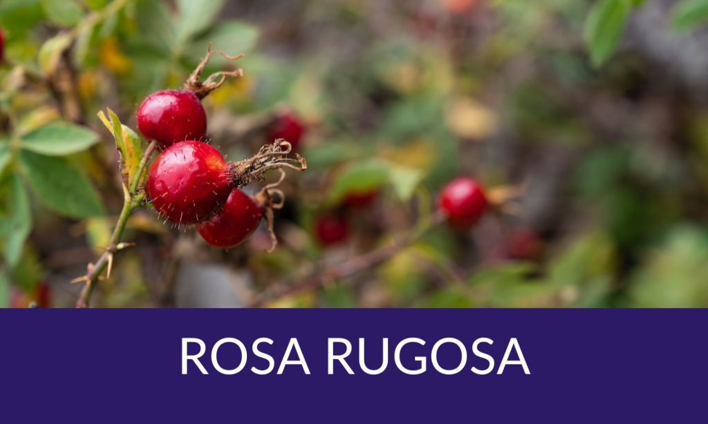 Women's health advantage wellness pathway from Linden Botanicals - Rosa rugosa