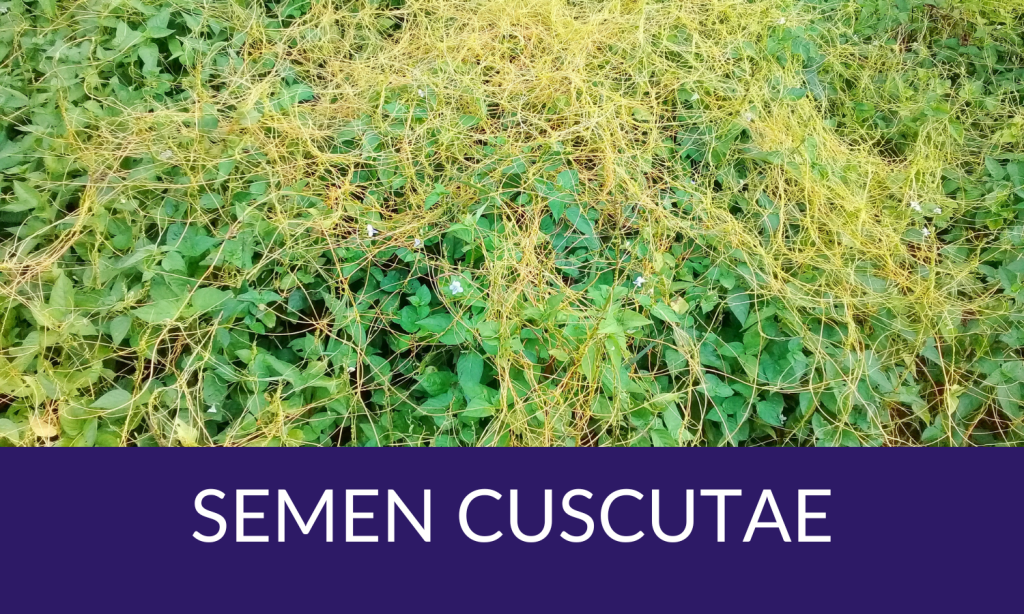 Women's health advantage wellness pathway from Linden Botanicals - Semen cuscutae