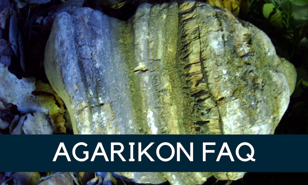 Agarikon - Laricifomes officinalis - Immune Resilience Wellness Pathway from Linden Botanicals