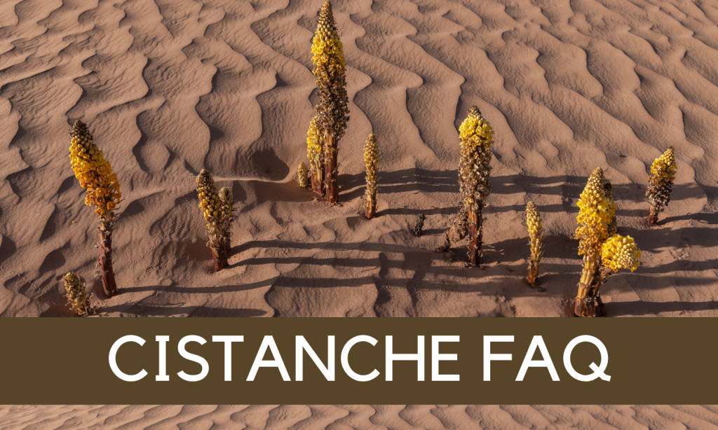 Cistanche tubulosa FAQ - Sold by Linden Botanicals
