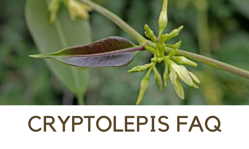 Cryptolepis - Immune Resilience Wellness Pathway from Linden Botanicals