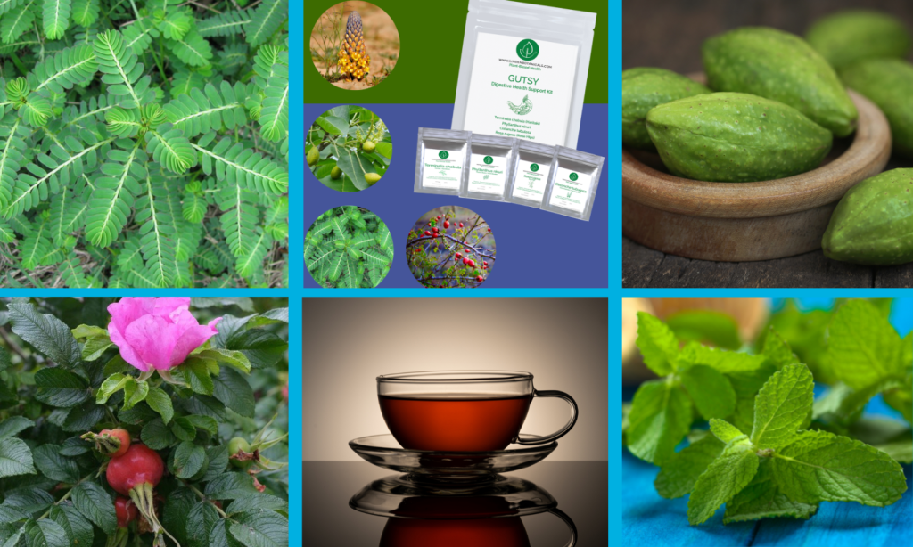 Gut Health Wellness Pathway from Linden Botanicals